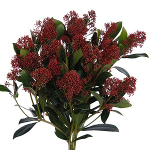 Skimmia