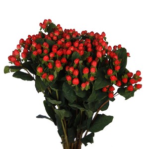 Hypericum