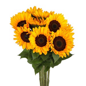 Helianthus
