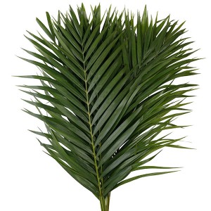 Areca Palm Leaves