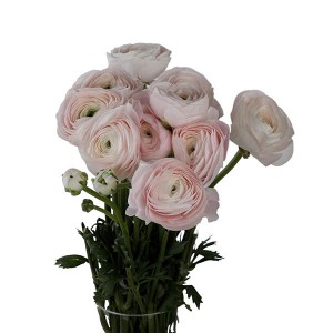 Ranunculus Clooney