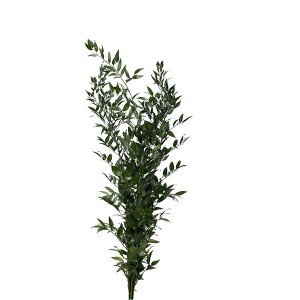 Italian Ruscus