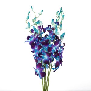 Orchid Dendrobium