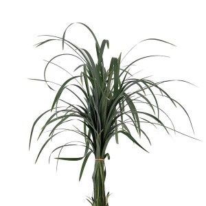 China Grass / OPH