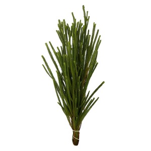 Albiflora