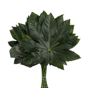 Aralia
