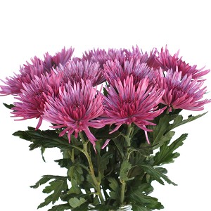 Chrysanthemum Delistar