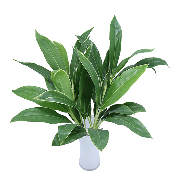 Cordyline Green - Image 2