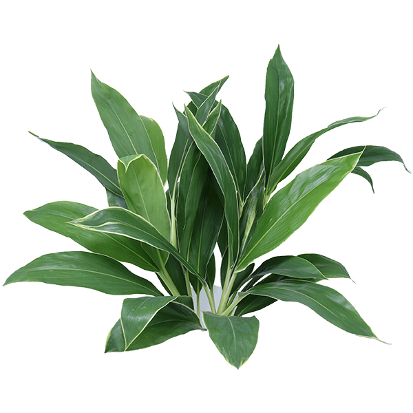 Cordyline Green - Image 3