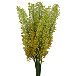 Eremurus