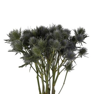 Eryngium