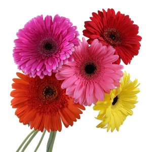 Gerbera