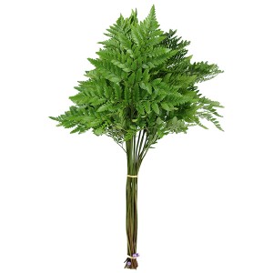 Leather Fern