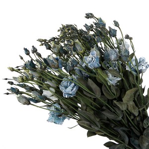 Lisianthus Dyed
