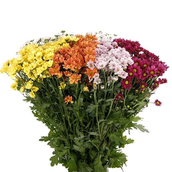 Chrysanthemum Spray Santini Mixed Colour