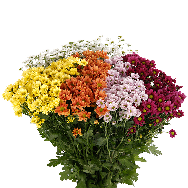 Chrysanthemum Spray Santini Mixed Colour - Image 2