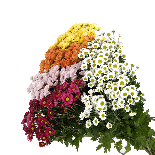 Chrysanthemum Spray Santini Mixed Colour - Image 3