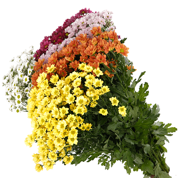 Chrysanthemum Spray Santini Mixed Colour - Image 4