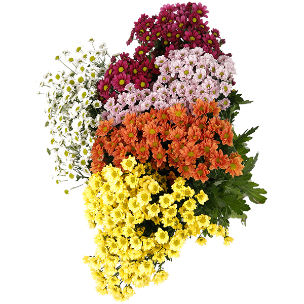 Chrysanthemum Spray Santini Mixed Colour - Image 5