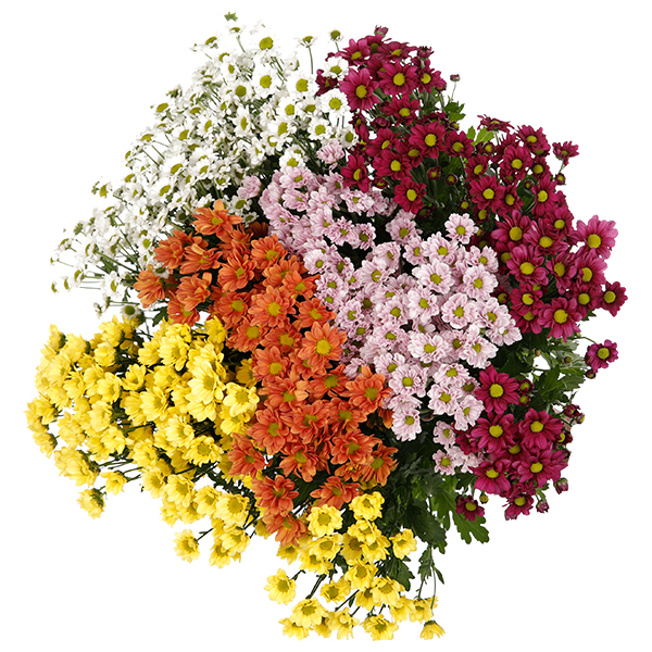 Chrysanthemum Spray Santini Mixed Colour - Image 6