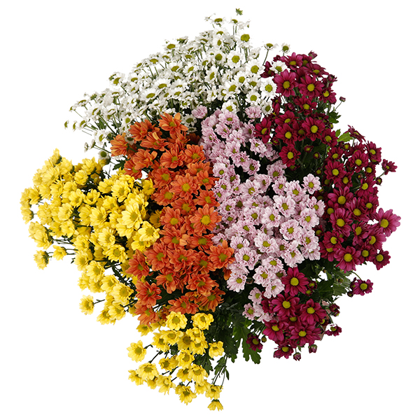 Chrysanthemum Spray Santini Mixed Colour - Image 7