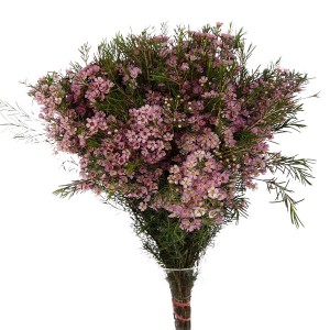 Wax Flower / Chamelaucium
