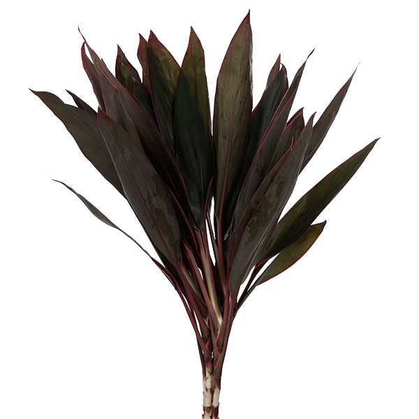 Cordyline Red