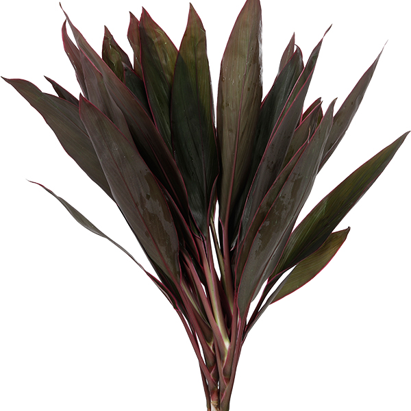 Cordyline Red - Image 2