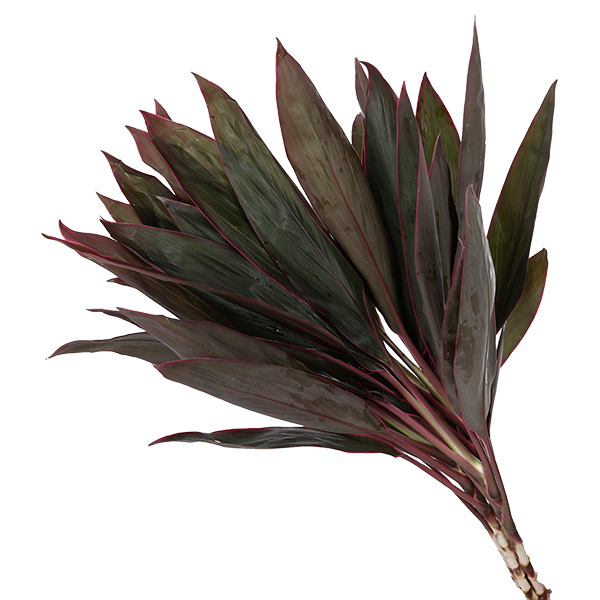 Cordyline Red - Image 3