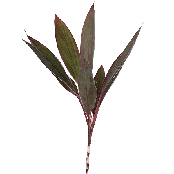 Cordyline Red - Image 4
