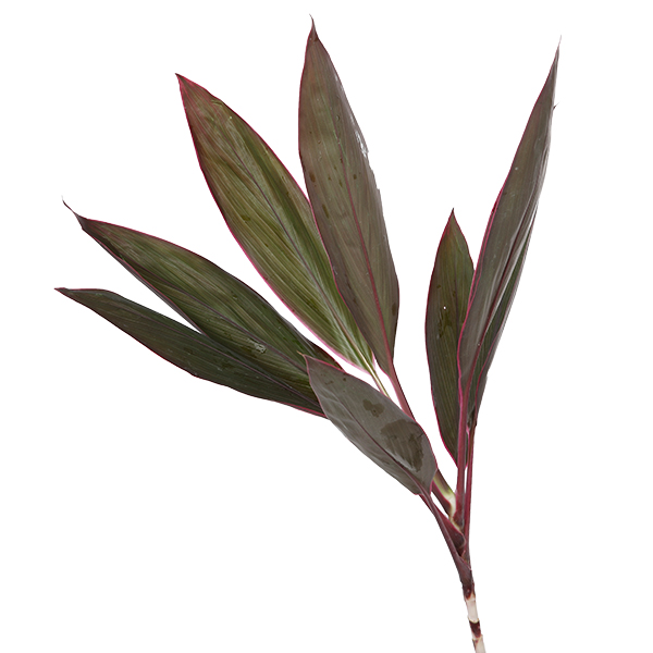 Cordyline Red - Image 5