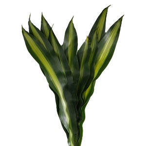 Massangeana