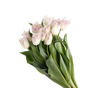Tulip French