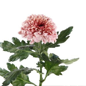 Chrysanthemum Deco / Snowdown