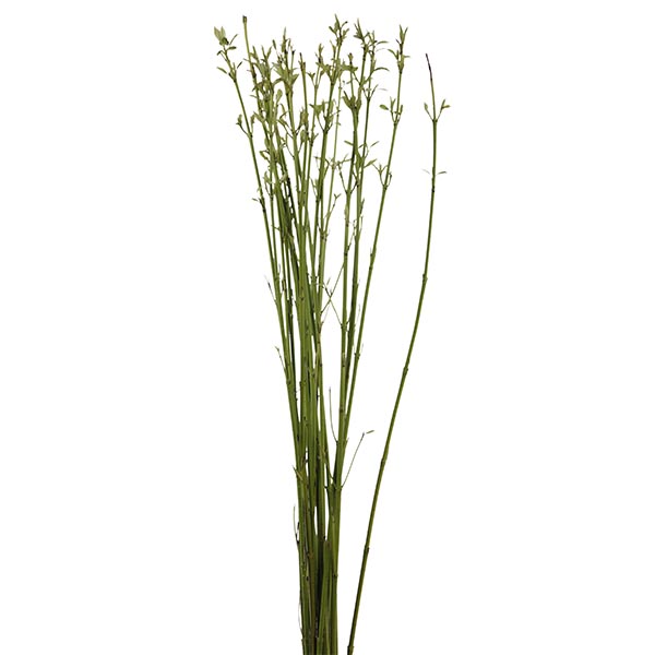 Cornus Stick Green