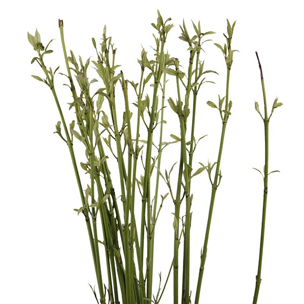 Cornus Stick Green - Image 2