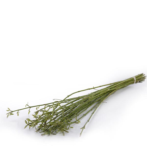 Cornus Stick Green - Image 3