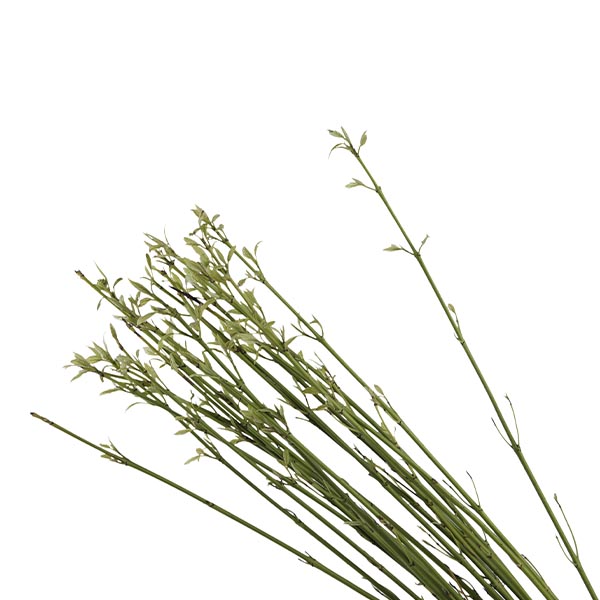 Cornus Stick Green - Image 4