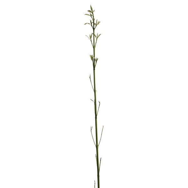 Cornus Stick Green - Image 5