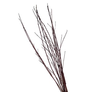 Cornus Stick