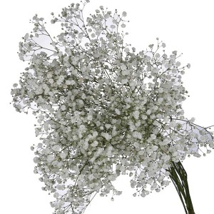 Gypsophilia