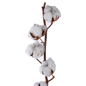 Gossypium Hirsutum