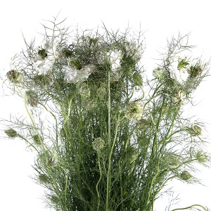 Nigella