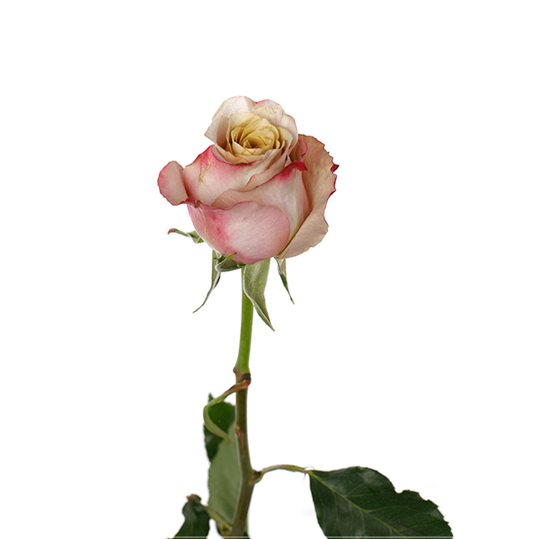 Honey Colorama - Image 4