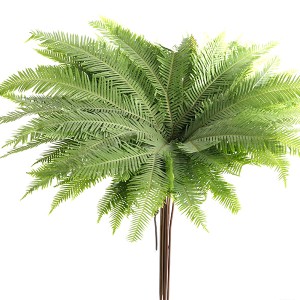 Umbrella Fern