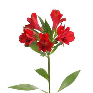 Alstromeria Premium