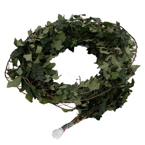 Hedra / Ivy Roll
