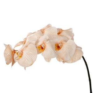 Phalaenopsis Dyed