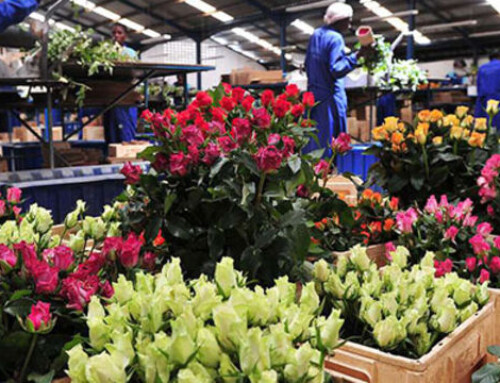 Black Tulip Group acquired James Finlay Kericho flower farm in Kenya