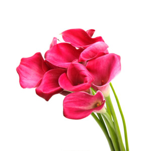 Callalilly